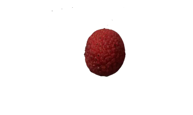 Hairless Rambutan