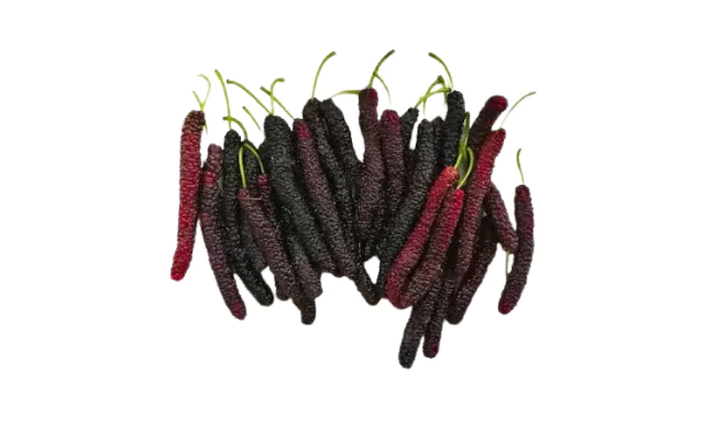 Himalayan Mulberry