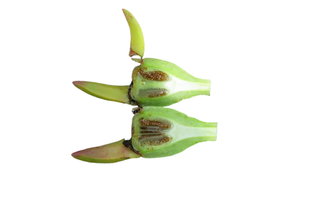 Hottentot Fig