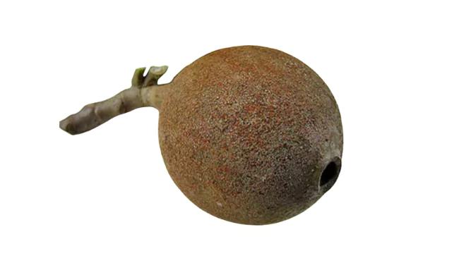 Huito Fruit