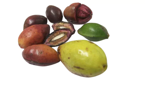 indian almond