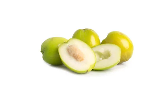 indian jujube