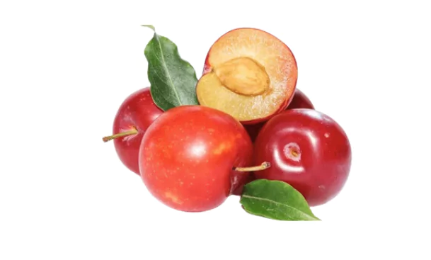 indian prune