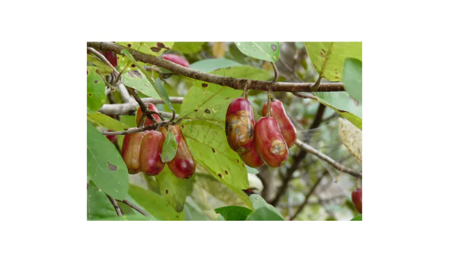 Fruit