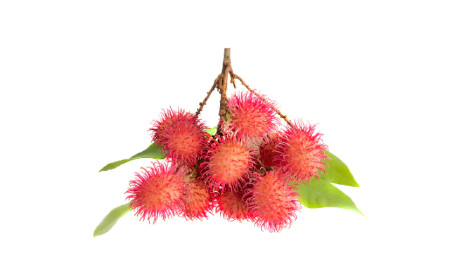 Rambutan