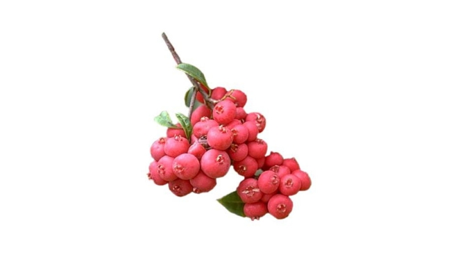 Riberry