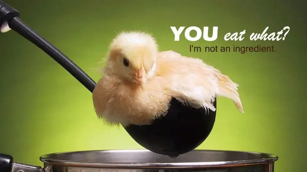 Animals Are Not Ingredients