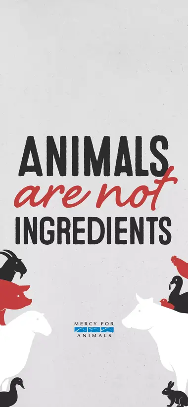 Making a Stand for Animals - Top Free Vegan wallpaper that Will Inspire You