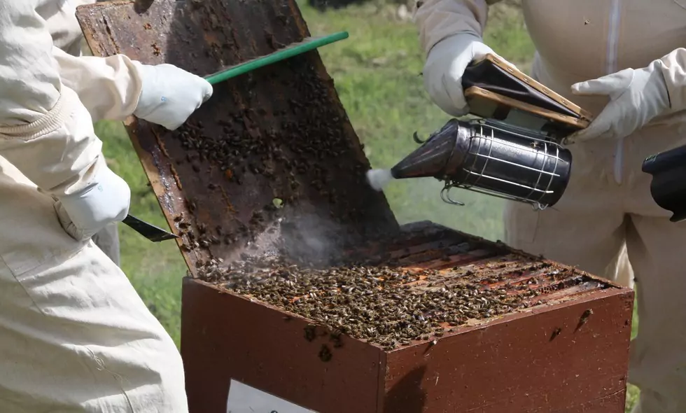 Truth about Honey