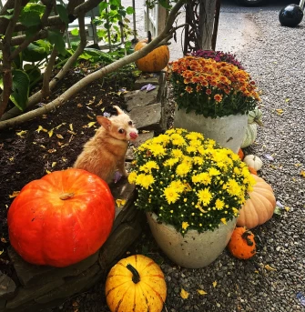 Vegan Food At Garden Cafe of Woodstock In Woodstock